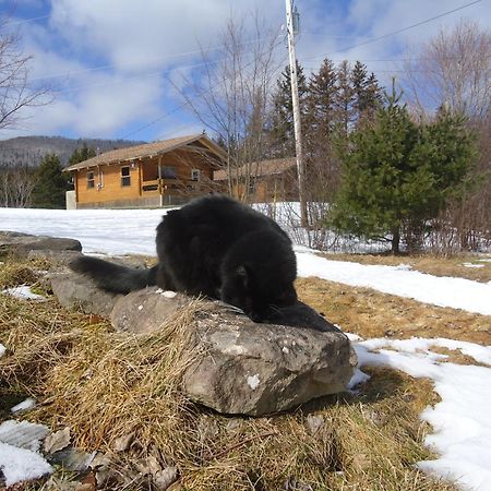 Cajun Cedar Log Cottages Margaree Forks Екстер'єр фото
