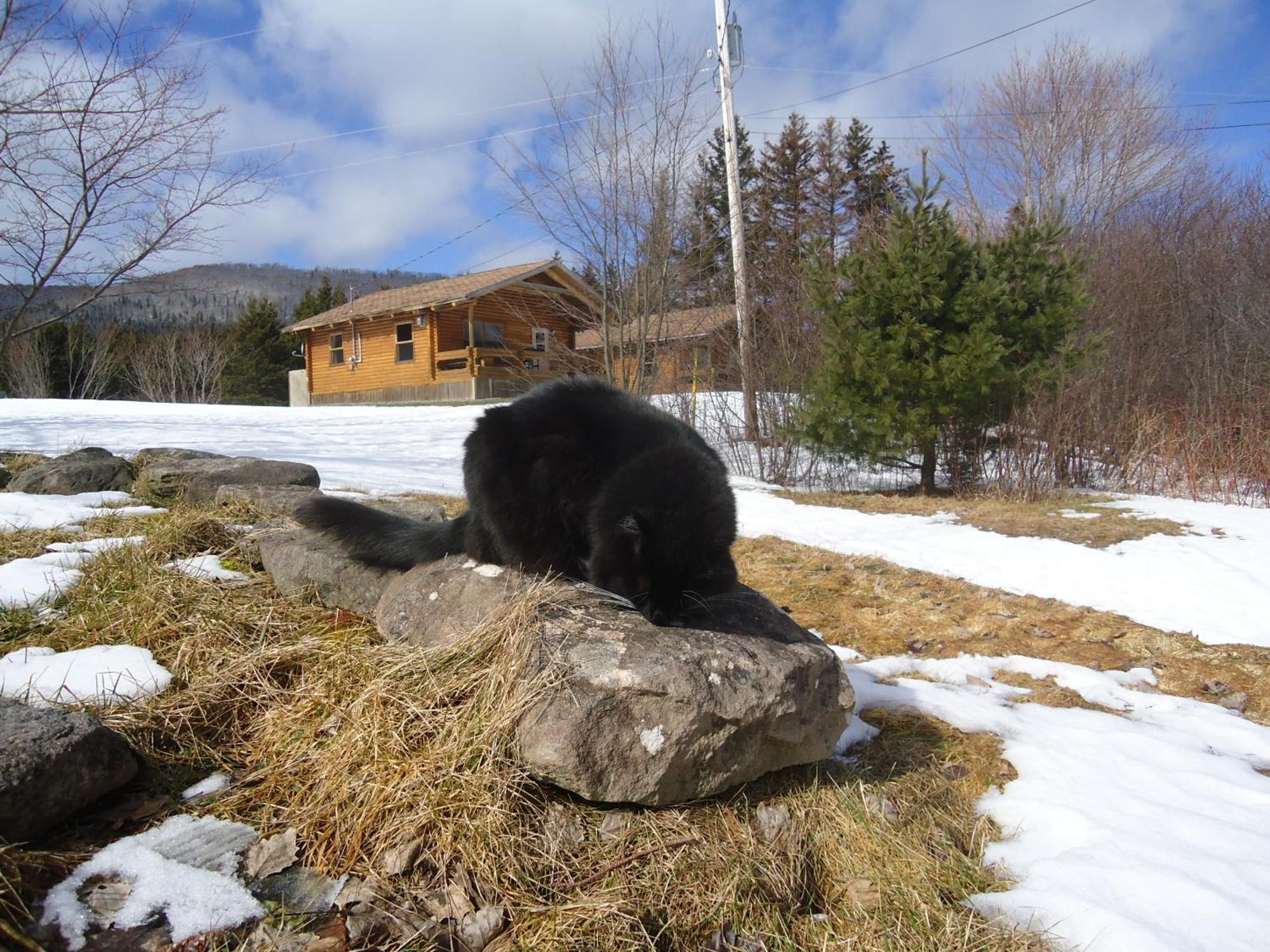 Cajun Cedar Log Cottages Margaree Forks Екстер'єр фото